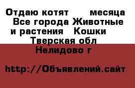 Отдаю котят. 1,5 месяца - Все города Животные и растения » Кошки   . Тверская обл.,Нелидово г.